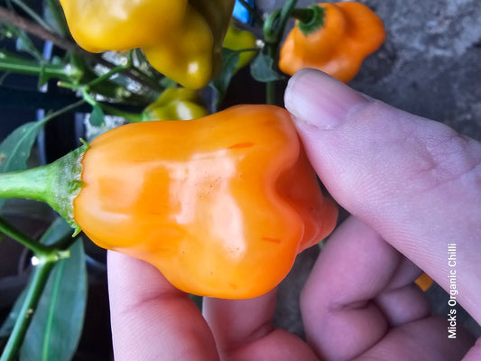 Tangerine tiger 10 Seeds