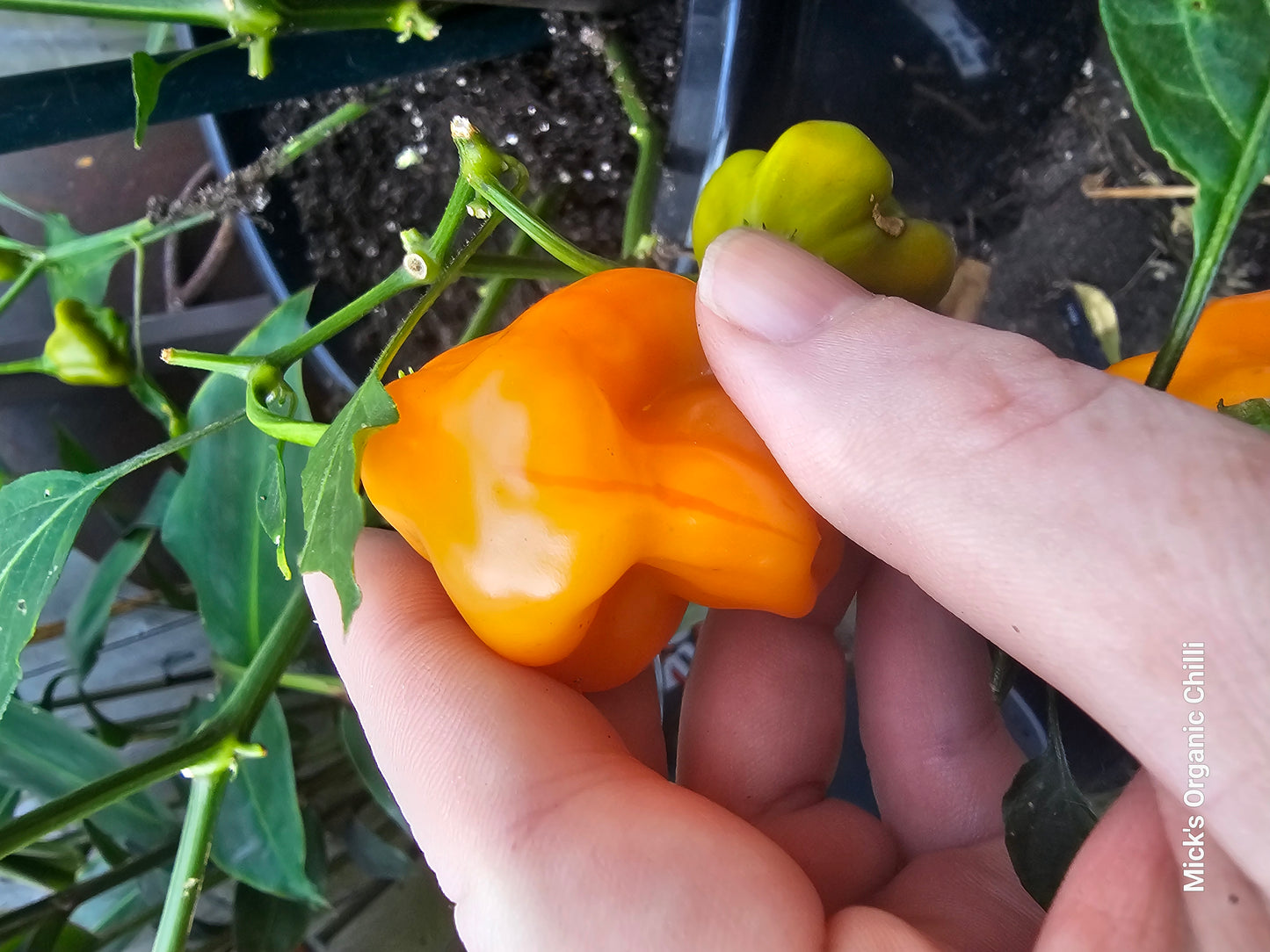 Tangerine tiger 10 Seeds