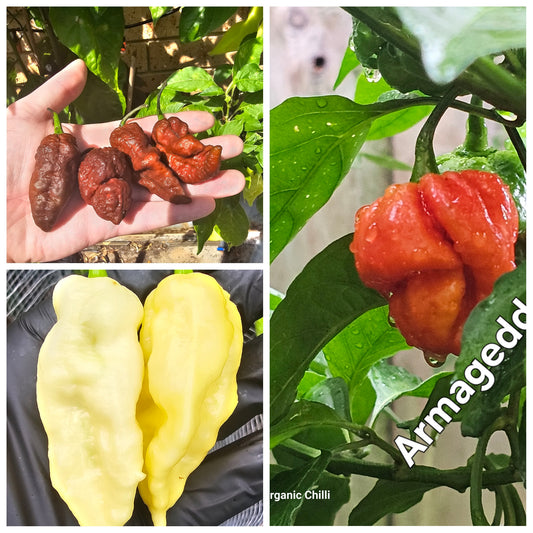 Super Hot Chilli Pack #2