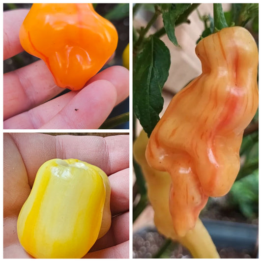 Stripey Chilli Variety pack