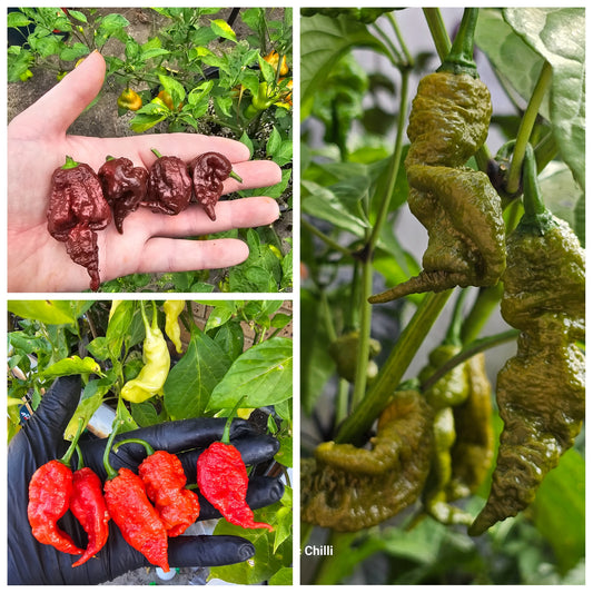 Primotalii Chilli Variety Pack