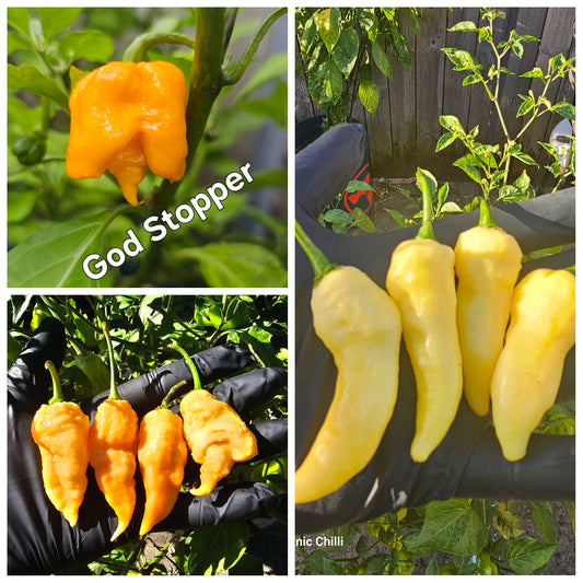 Super Hot Chilli Pack #4