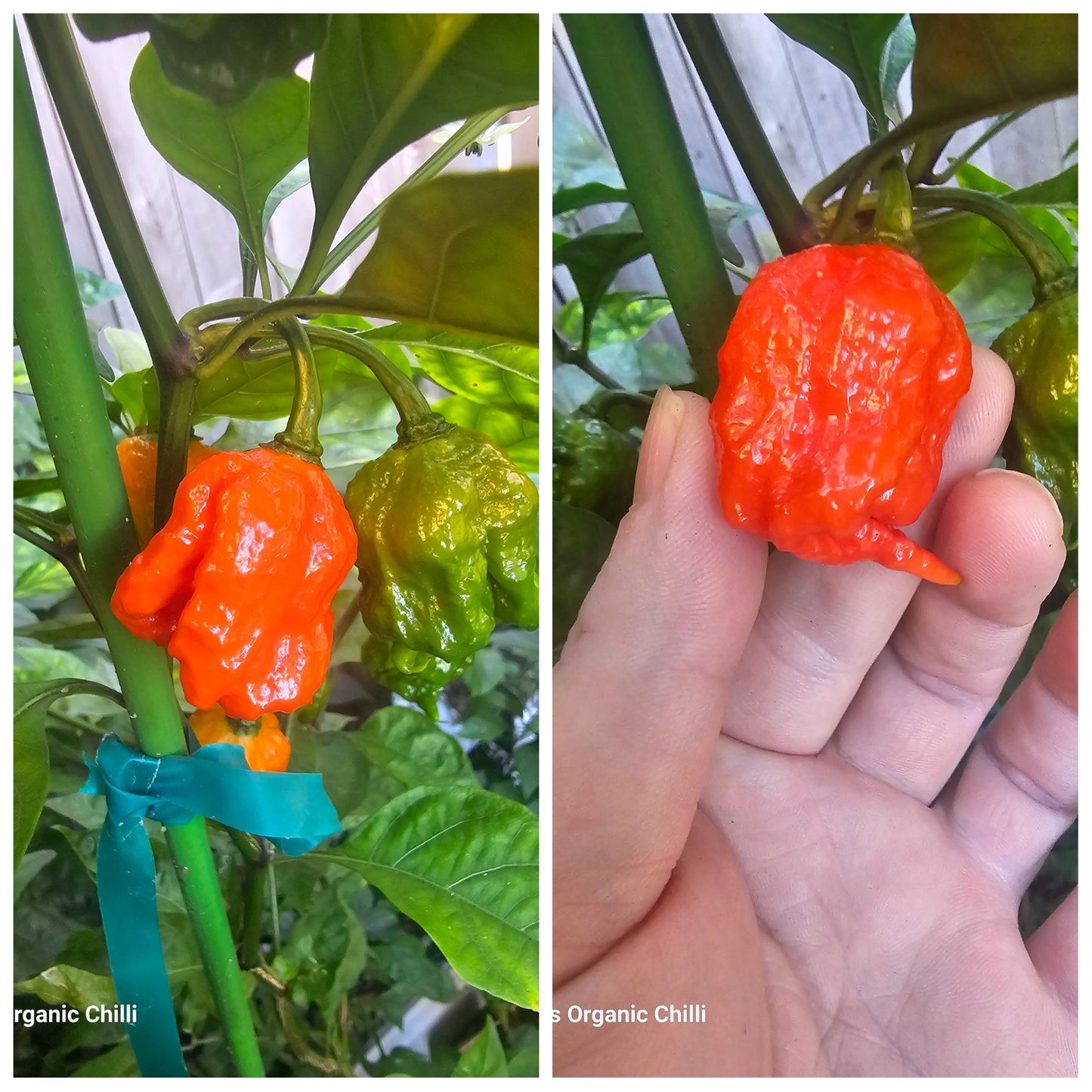 Trinidad 7 Pod Brainstrain