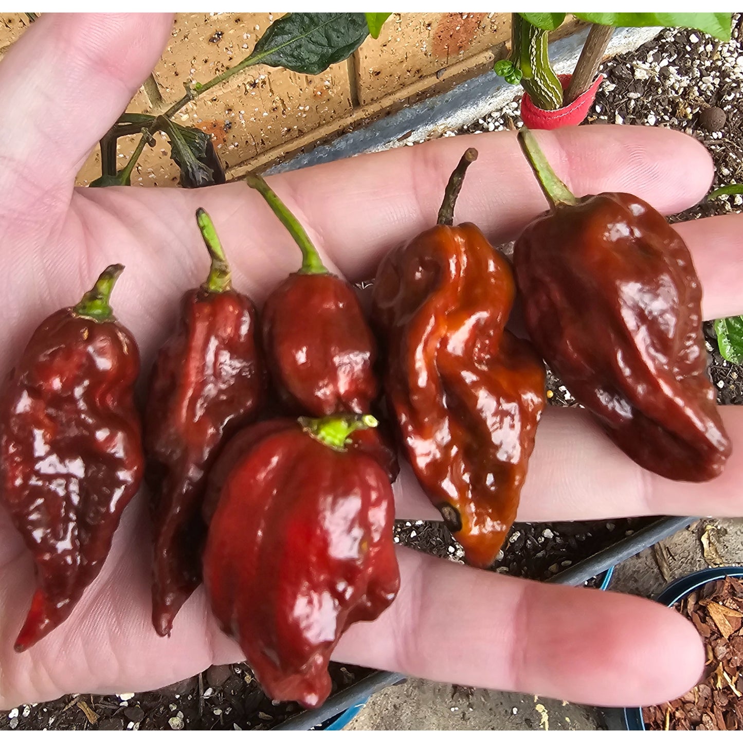 Reaper Lava Choc Chilli