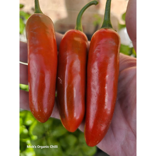 Giant Jalapeno 10 Seeds