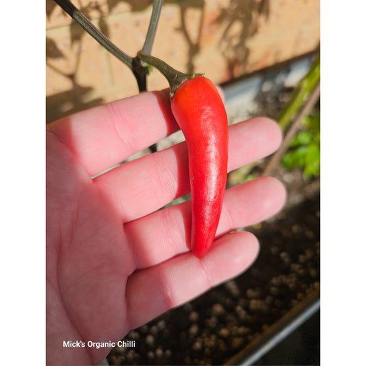 Mattapeno x UFO Fluorescent variegated F4 10 Seeds