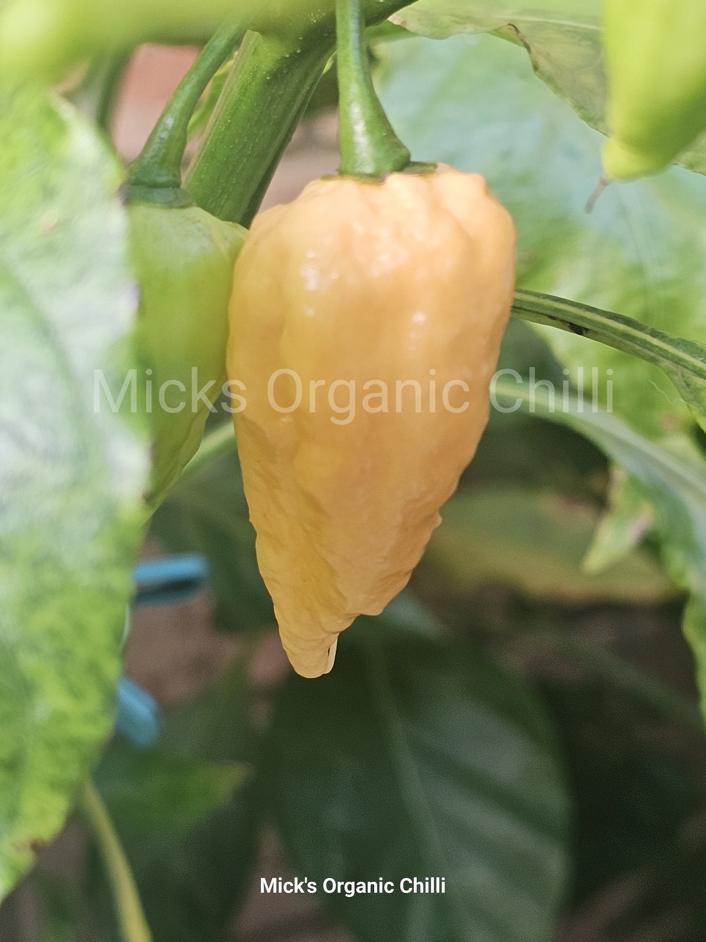 Chilli - California Reaper Peach