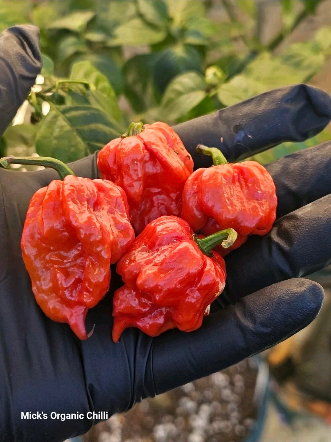 Purple death 2025 (Dark leaf)