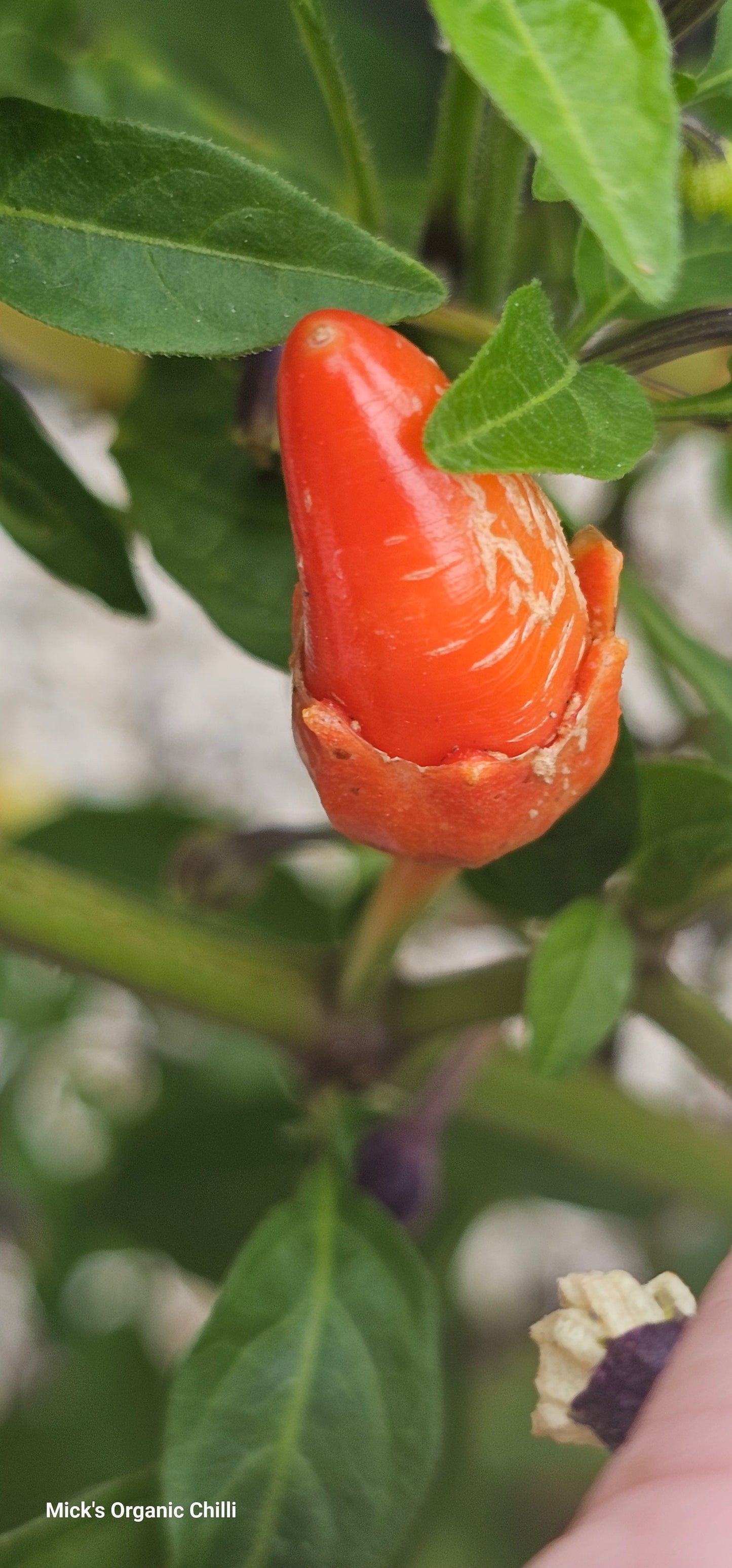 Bleeding Rawit White 10 Seeds