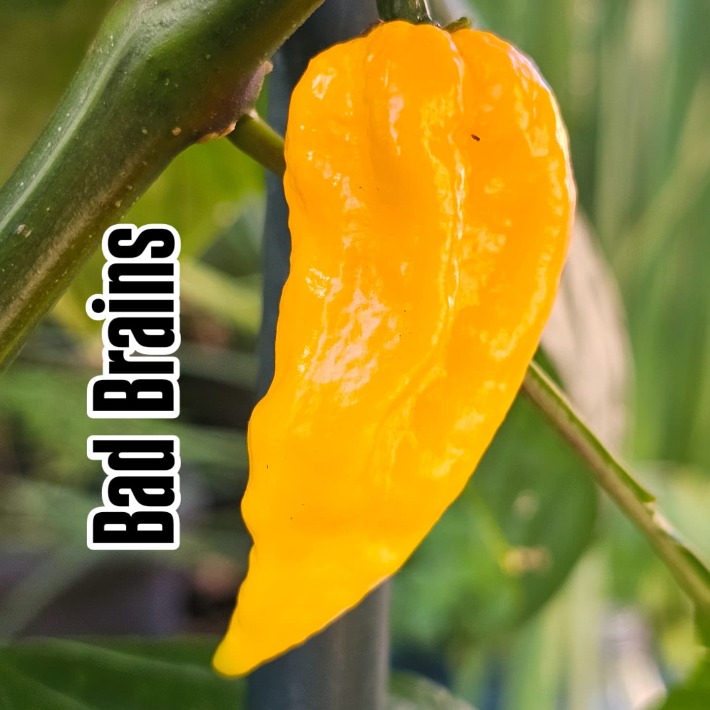 Chilli - Bad Brains 10 Seeds