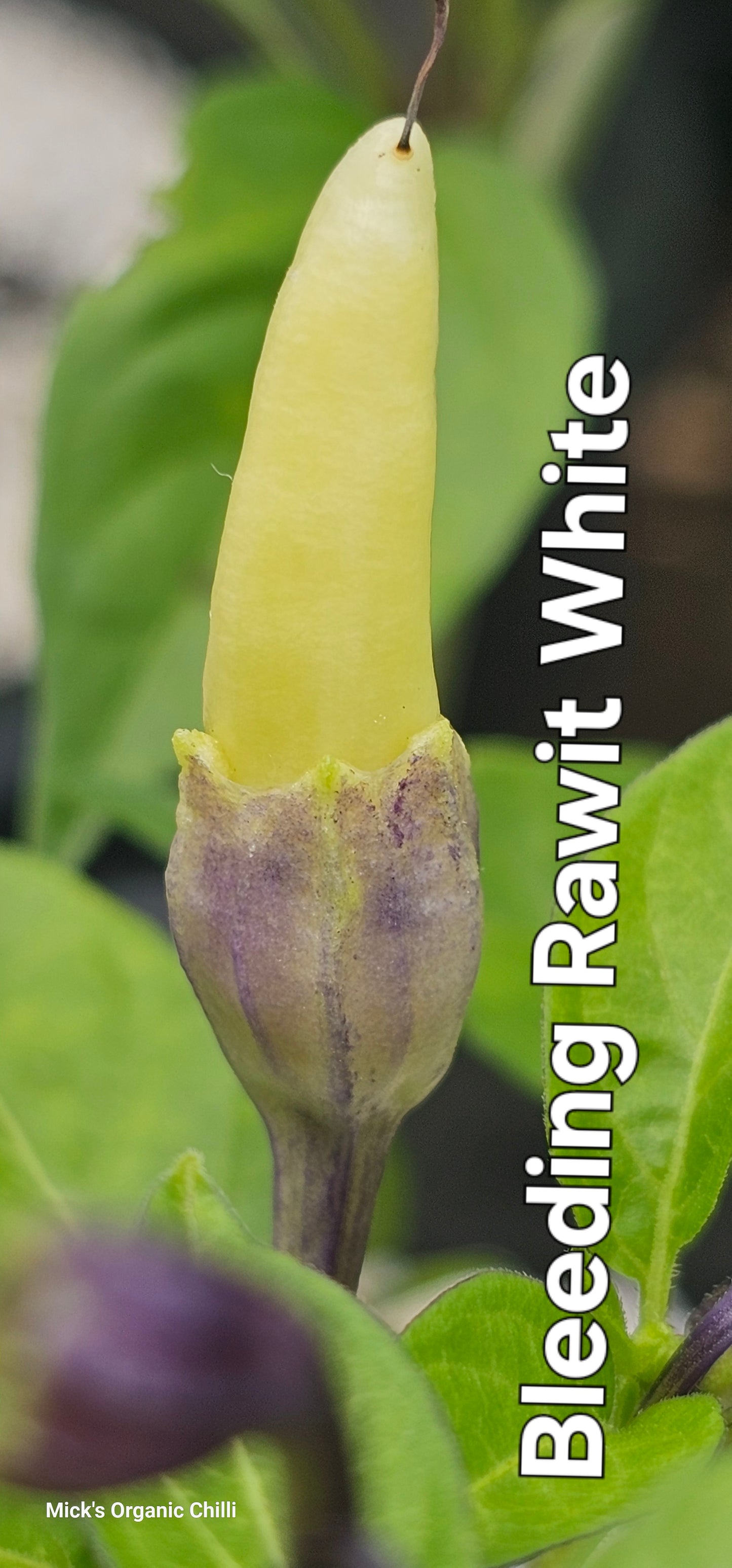 Bleeding Rawit White 10 Seeds