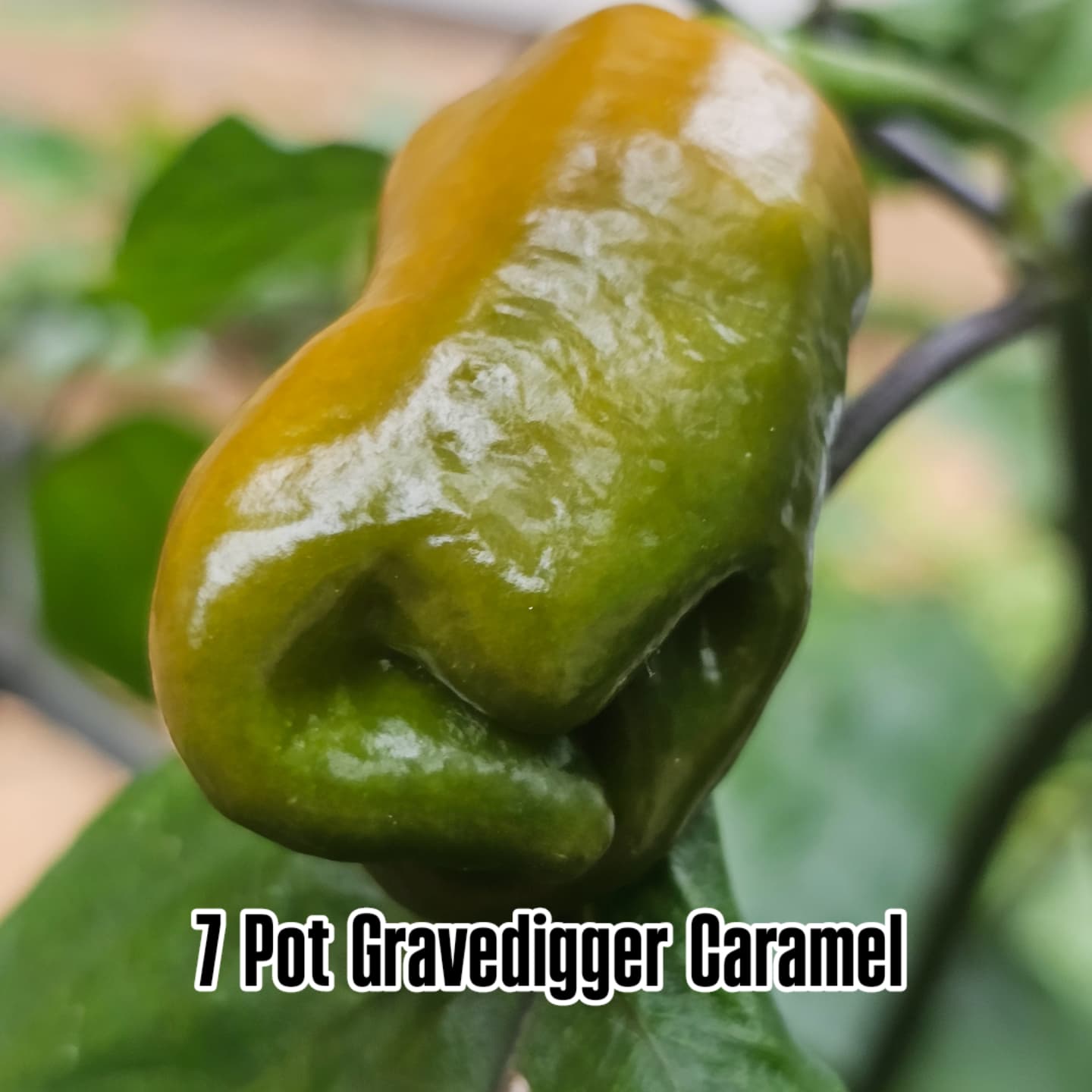 Chilli - 7 Pot GraveDigger Caramel 10 Seeds