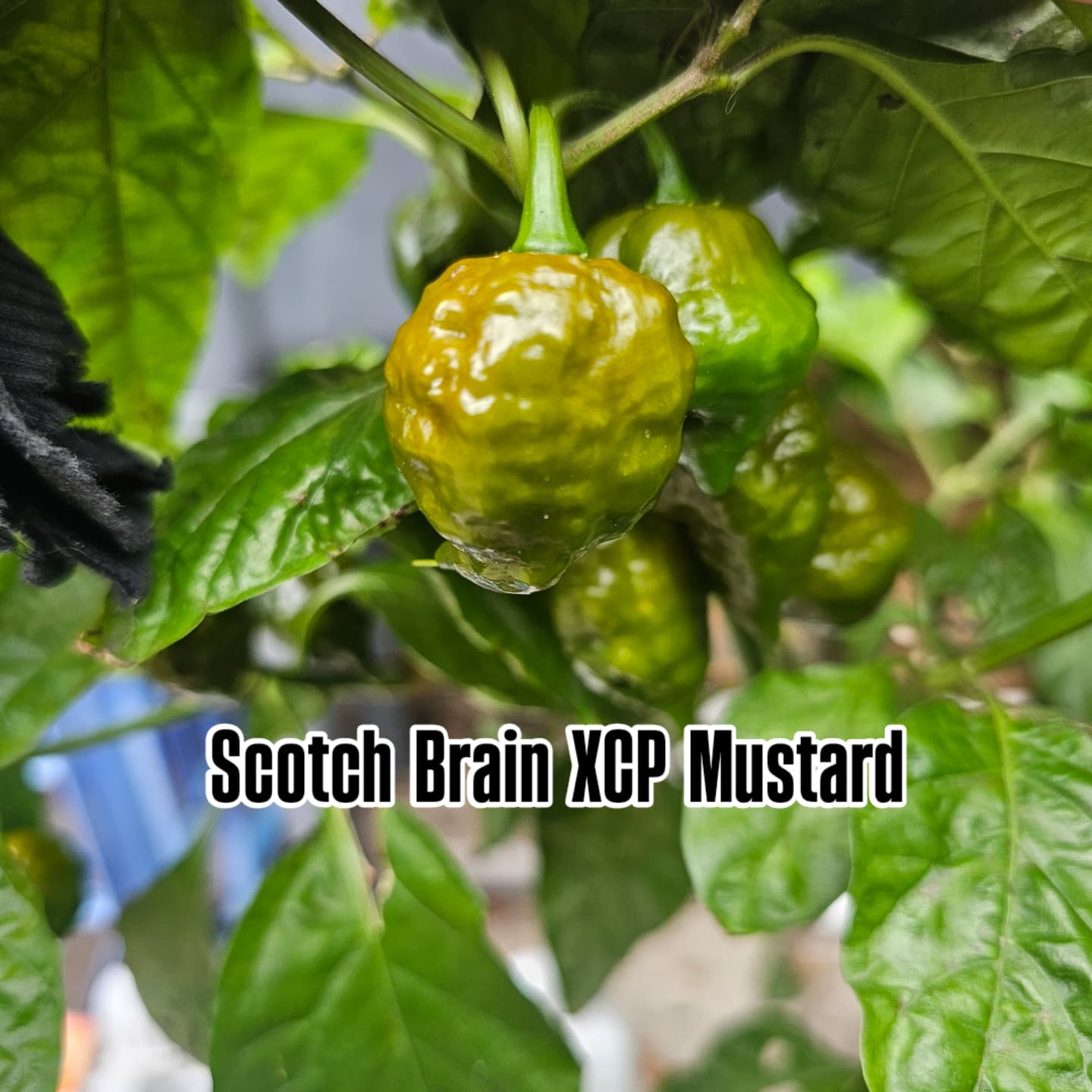 Chilli - Scotch Brains XCP Mustard 10 Seeds **LIMITED SEEDS AVAILABLE**