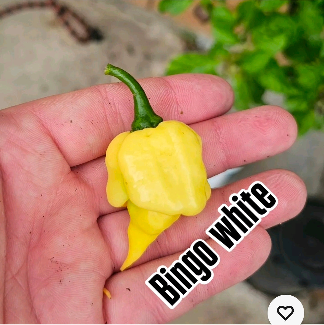 Bingo White 10 Seeds