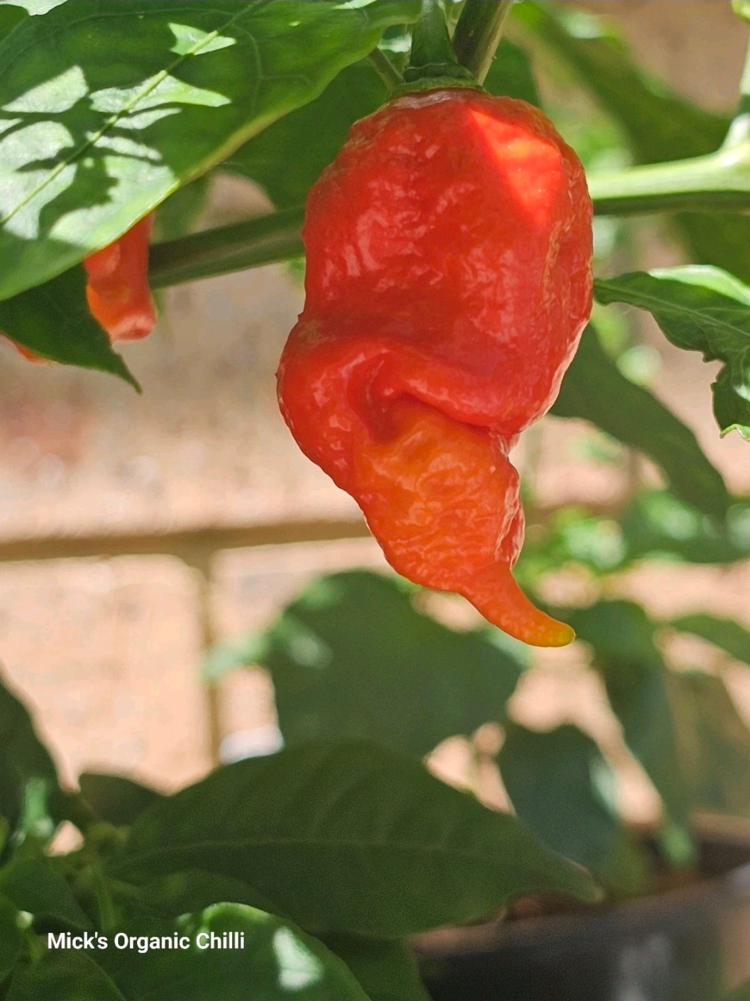 7 Pot Primo