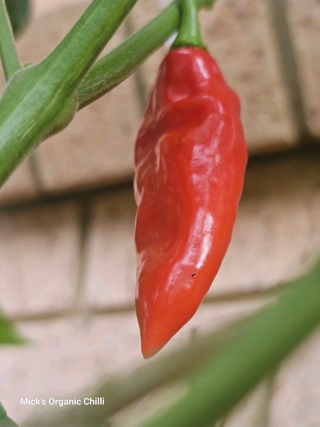 Chilli- Mayan Habanero 10 Seeds