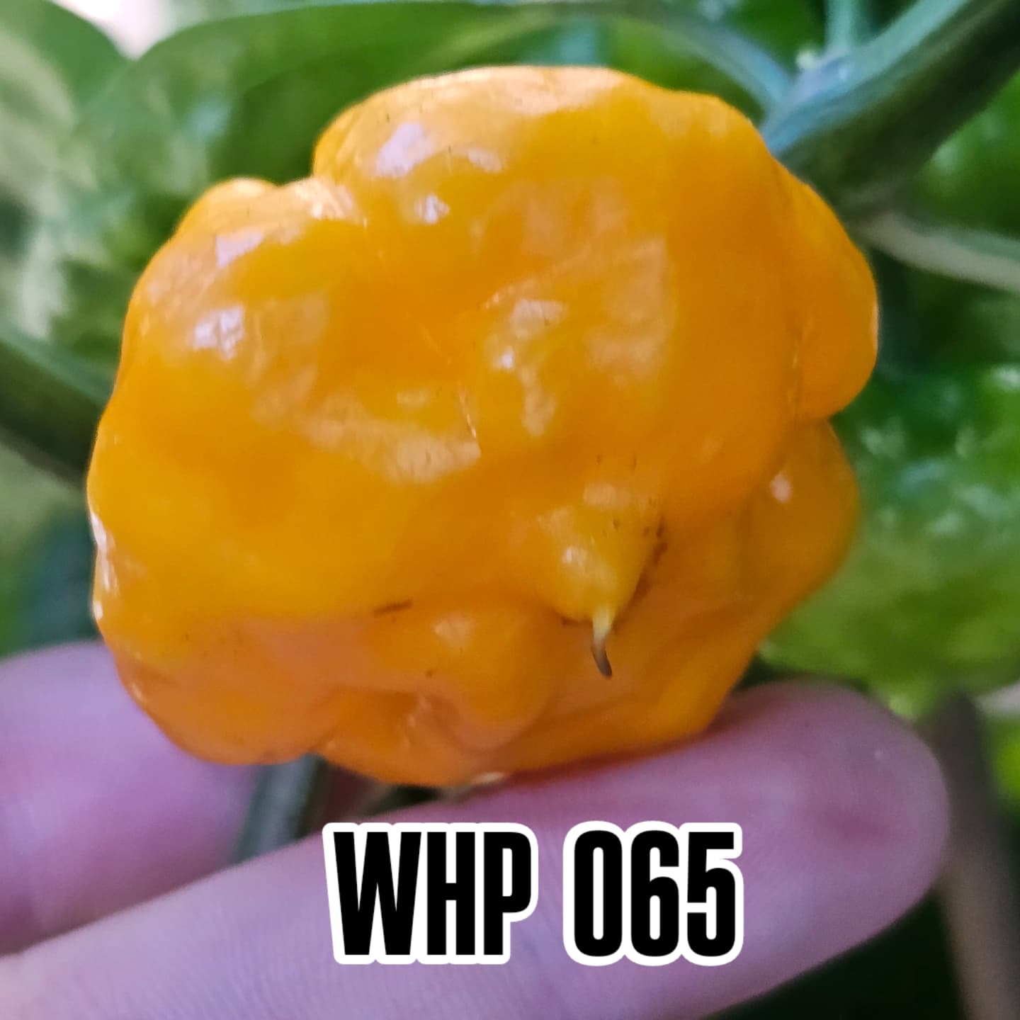 WHP 065
