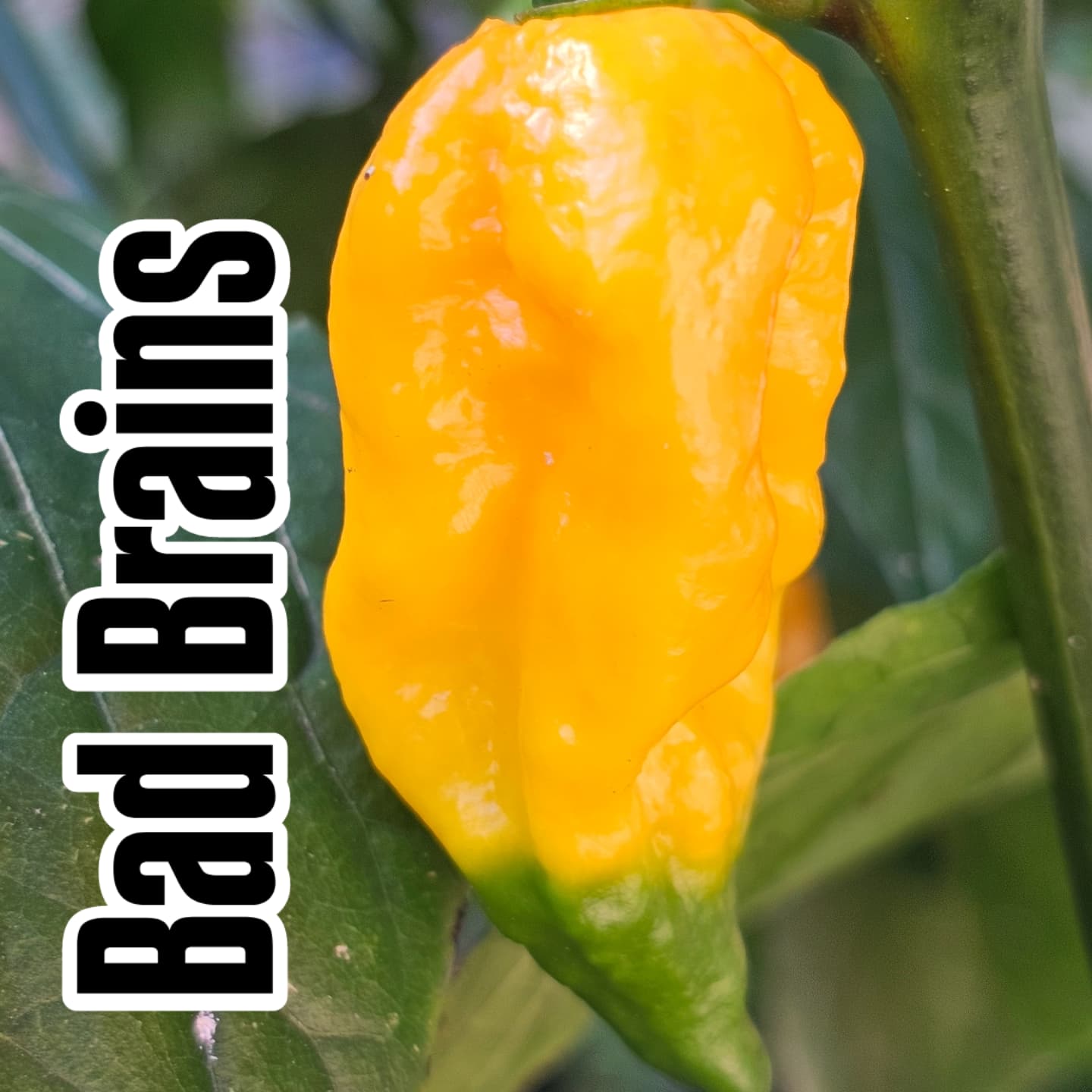 Chilli - Bad Brains 10 Seeds