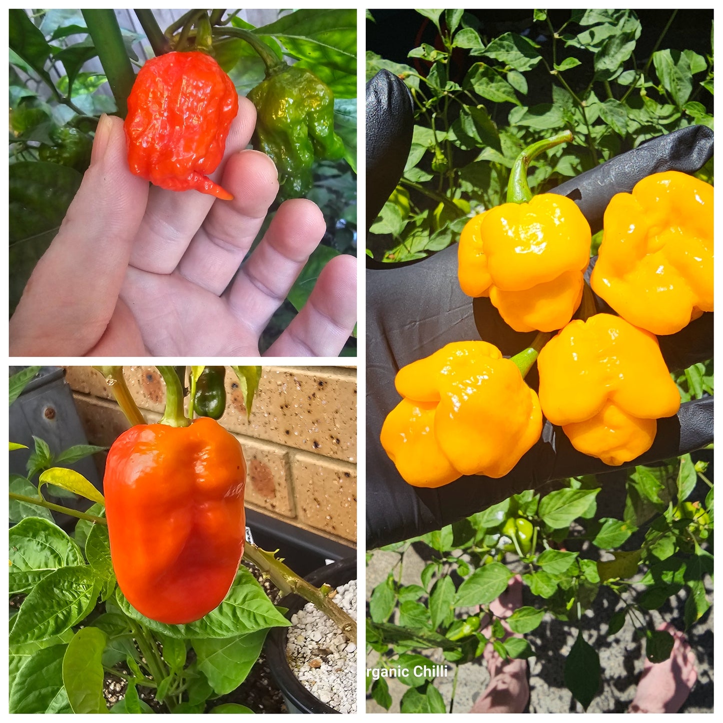 Super Hot Chilli Seed Pack #1