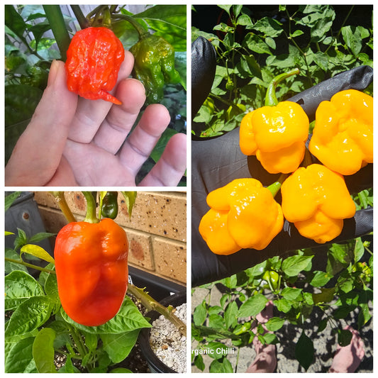 Super Hot Chilli Seed Pack #1