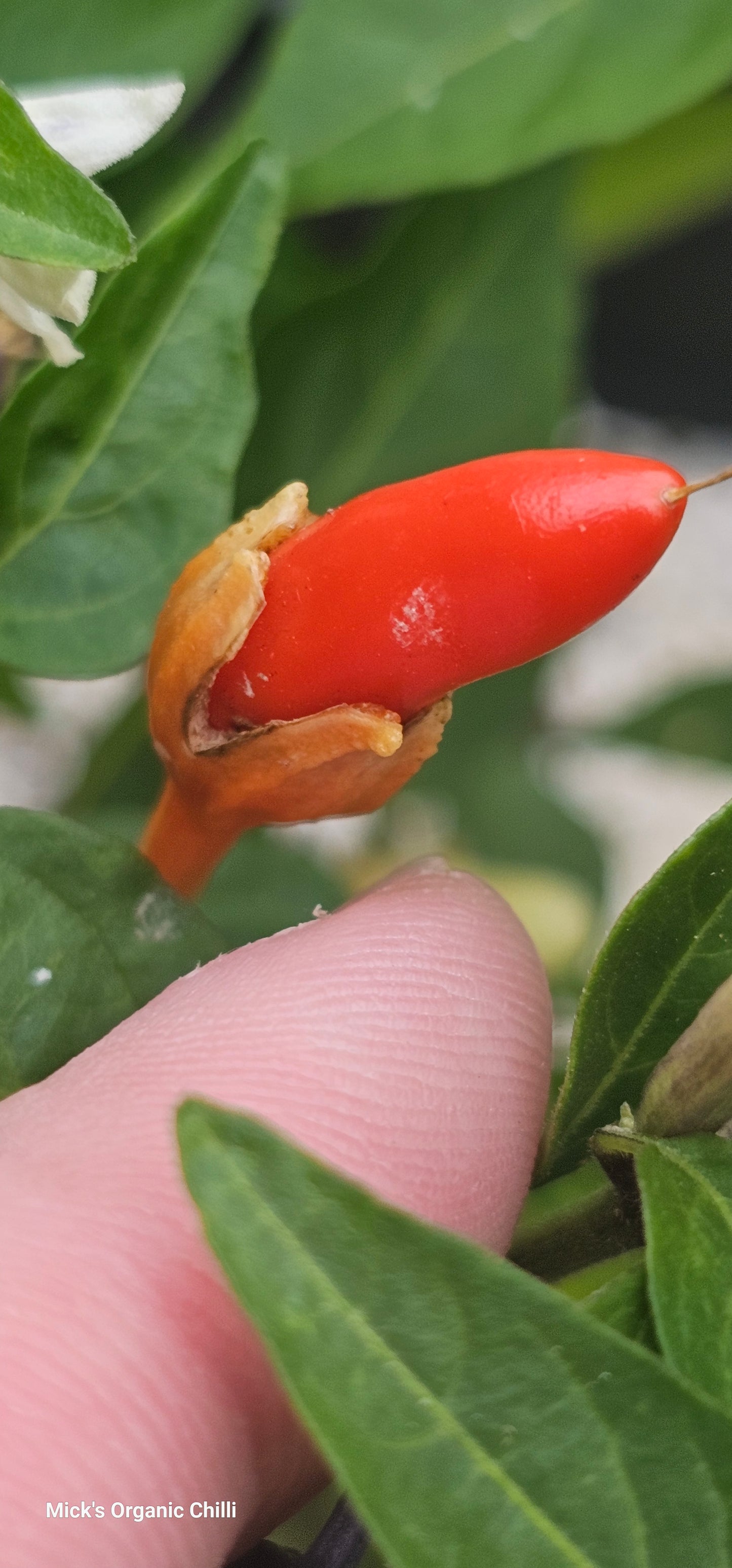 Bleeding Rawit White 10 Seeds
