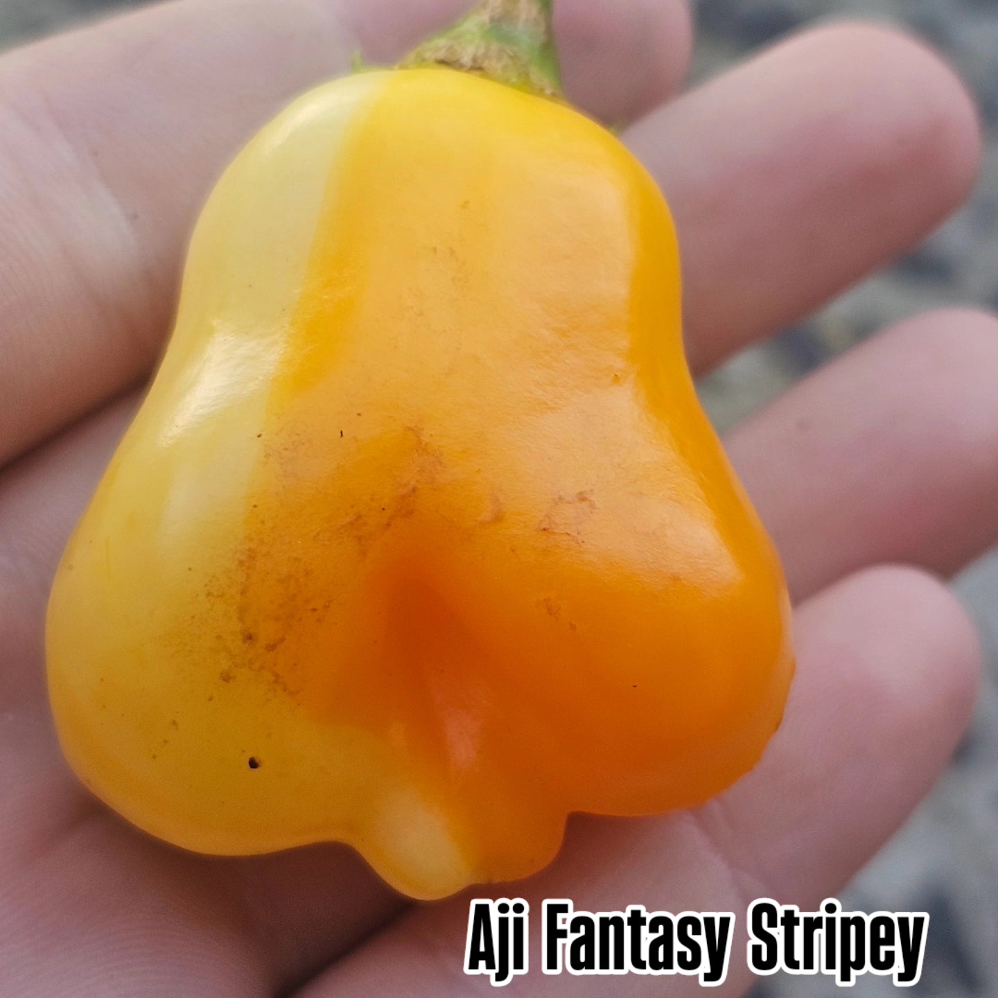 Chilli - Aji Fantasy Stripey more prominent striping 2025 10 Seeds