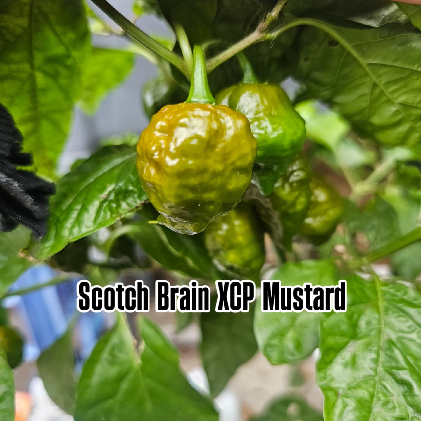 Chilli - Scotch Brains XCP Mustard 10 Seeds **LIMITED SEEDS AVAILABLE**