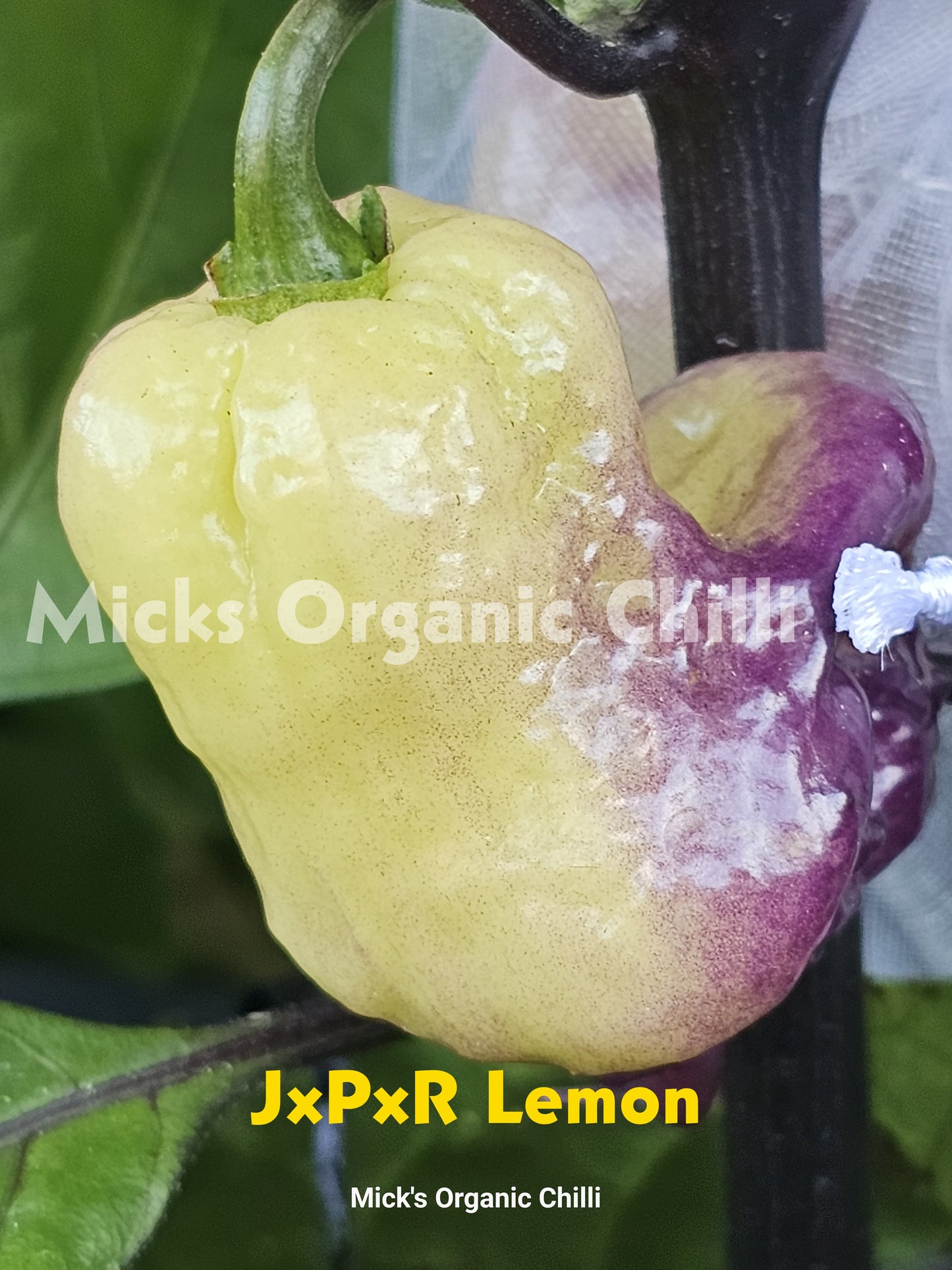 JxPxR Lemon 10 Seeds