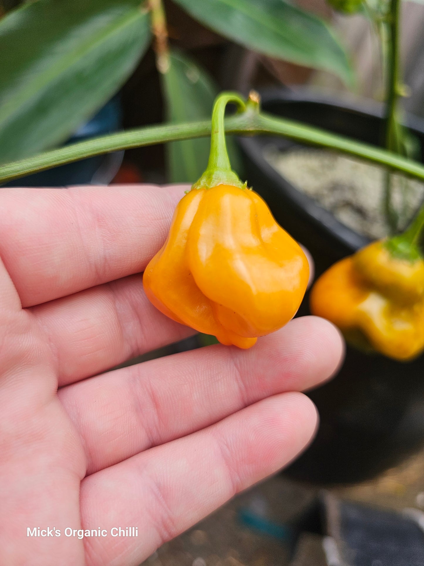 Tangerine tiger 10 Seeds