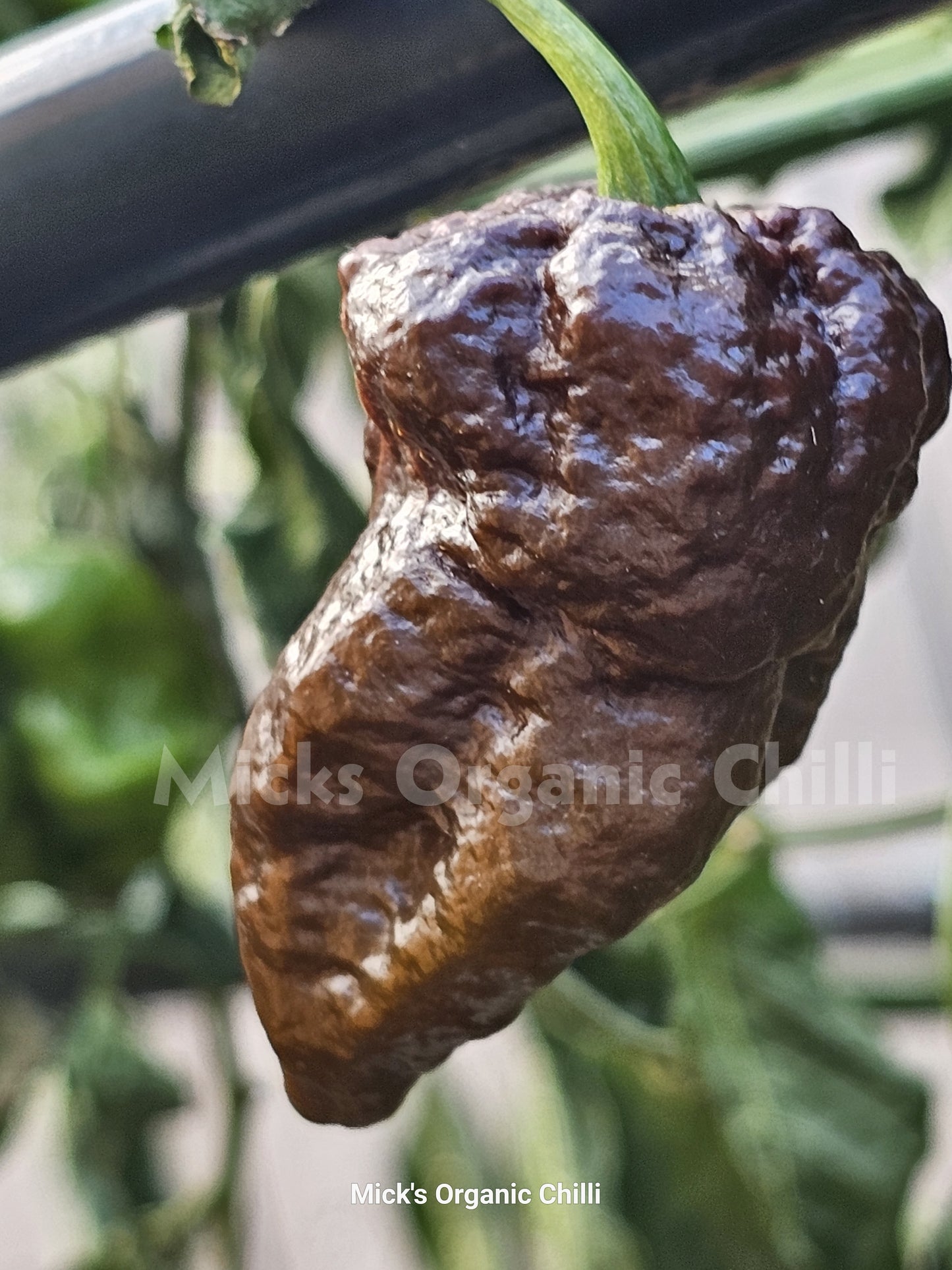 Devils Turd
