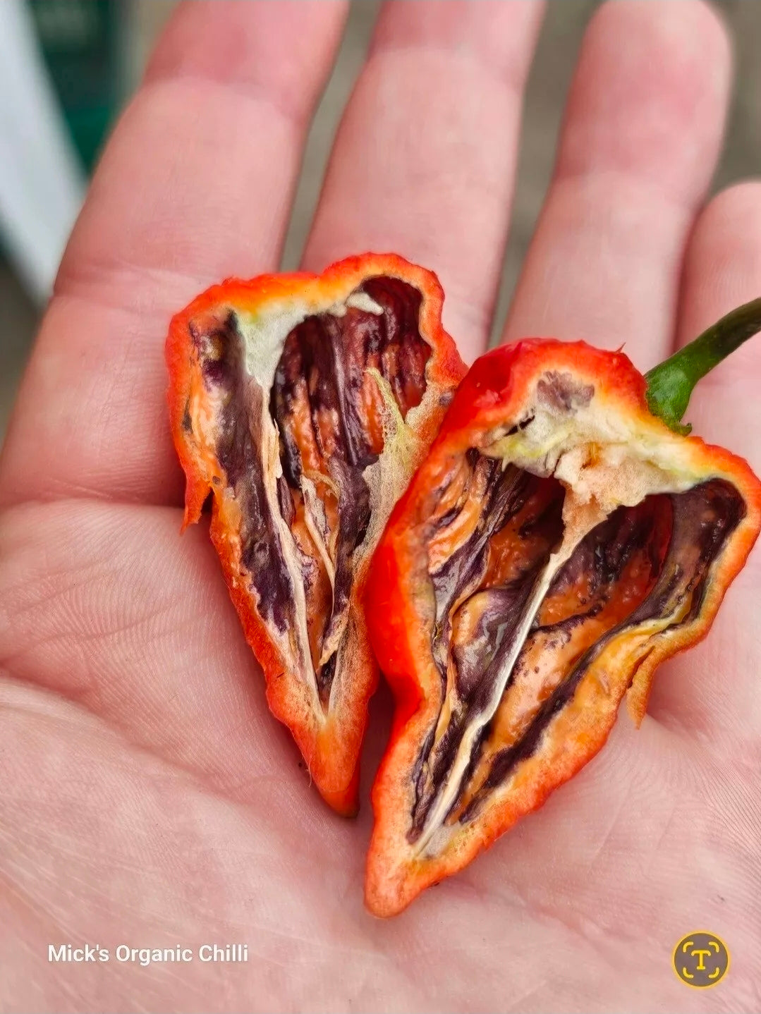 Purple death 2025 (Dark leaf)