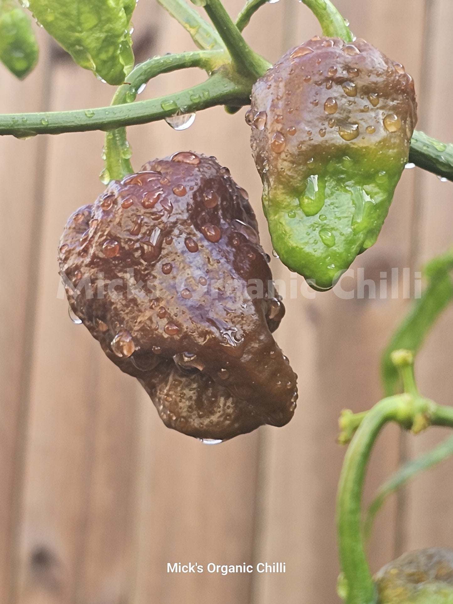 Devils Turd