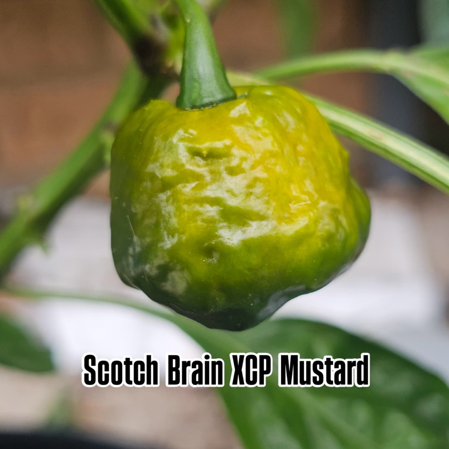 Chilli - Scotch Brains XCP Mustard 10 Seeds **LIMITED SEEDS AVAILABLE**