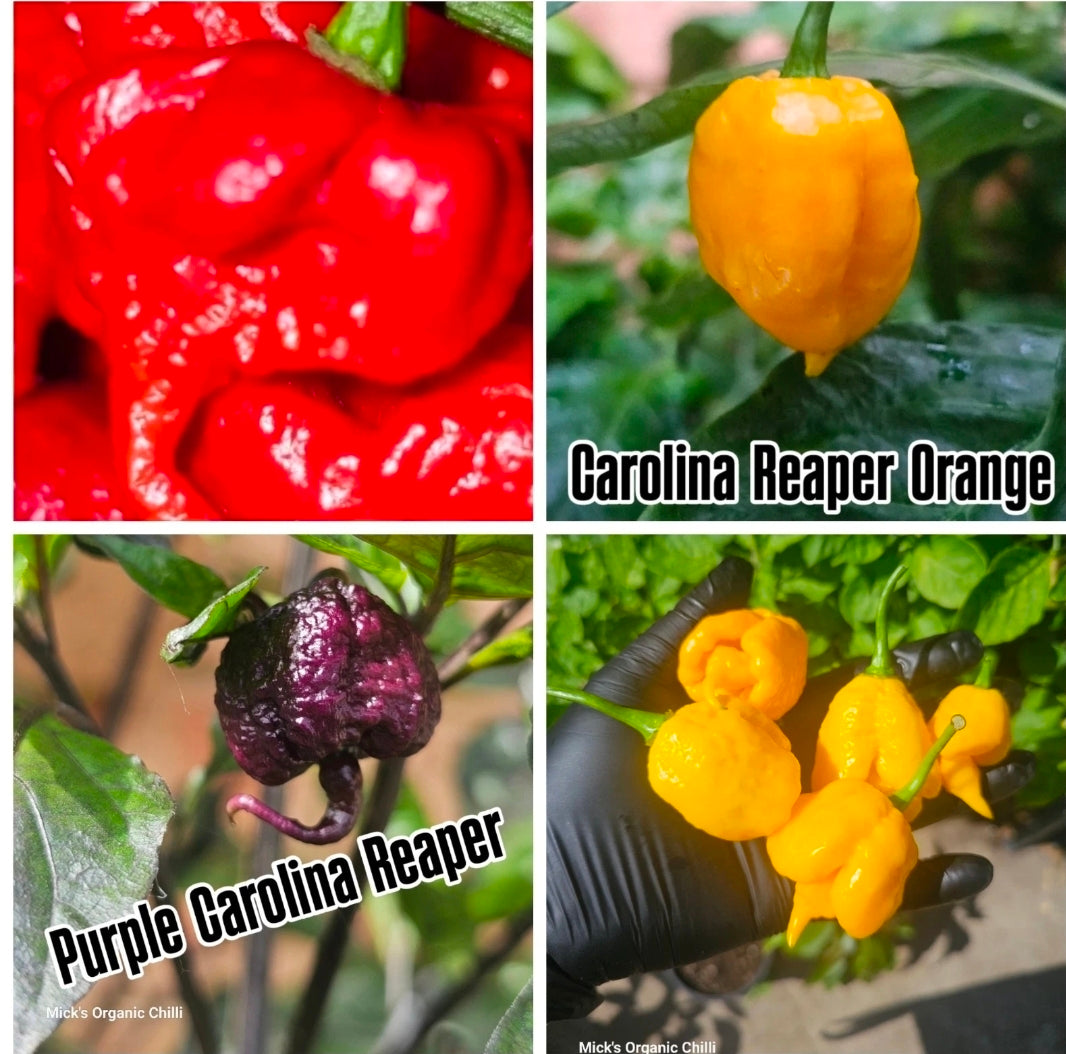 Carolina Reaper Chilli Variety pack 40 Seeds