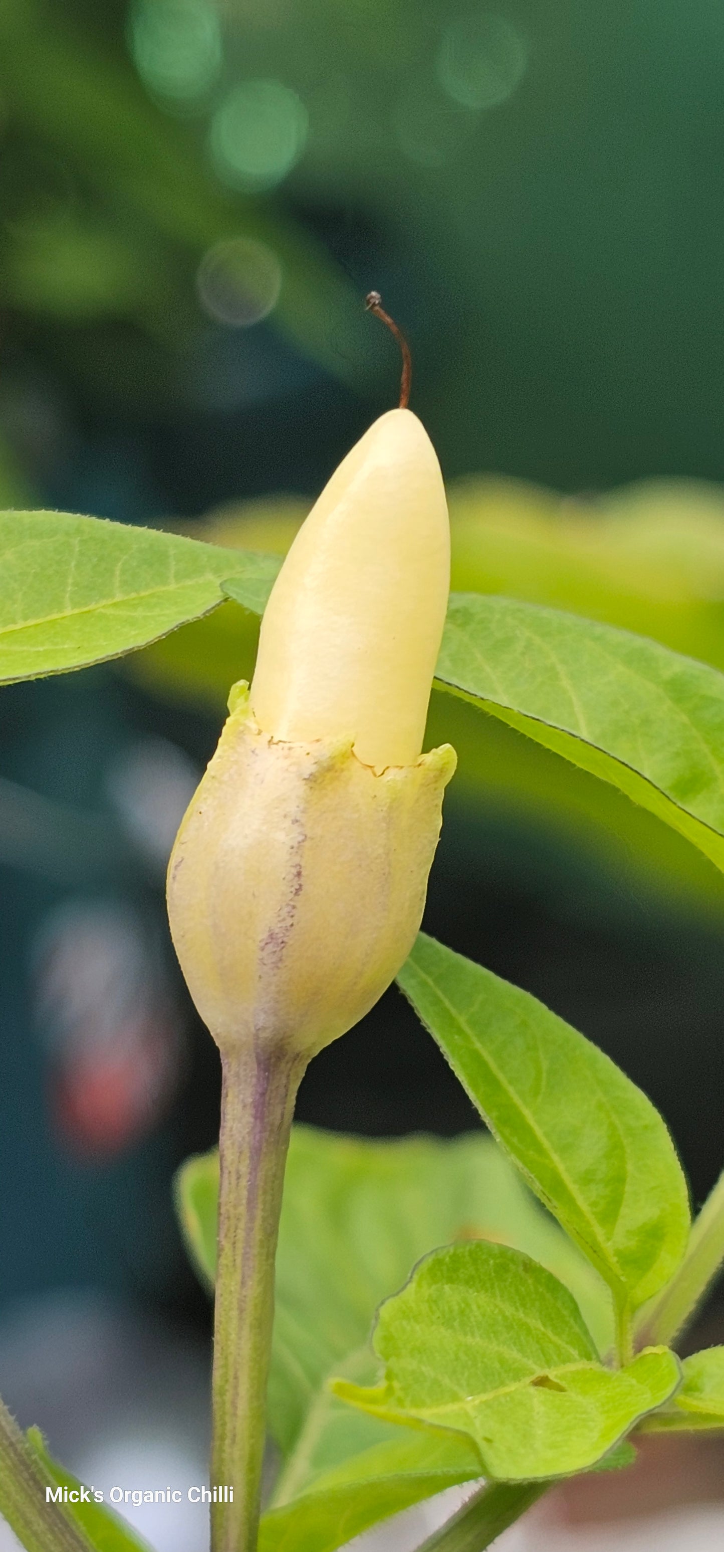 Bleeding Rawit White 10 Seeds