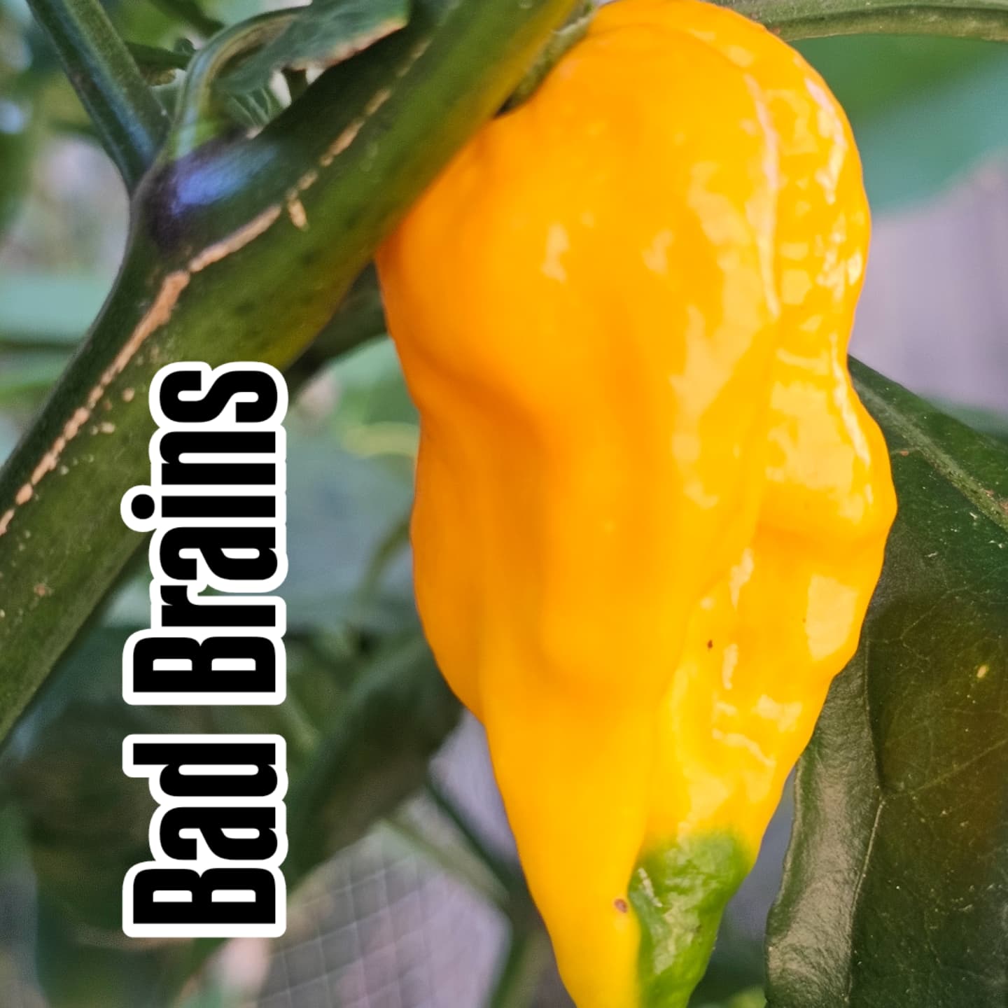 Chilli - Bad Brains 10 Seeds