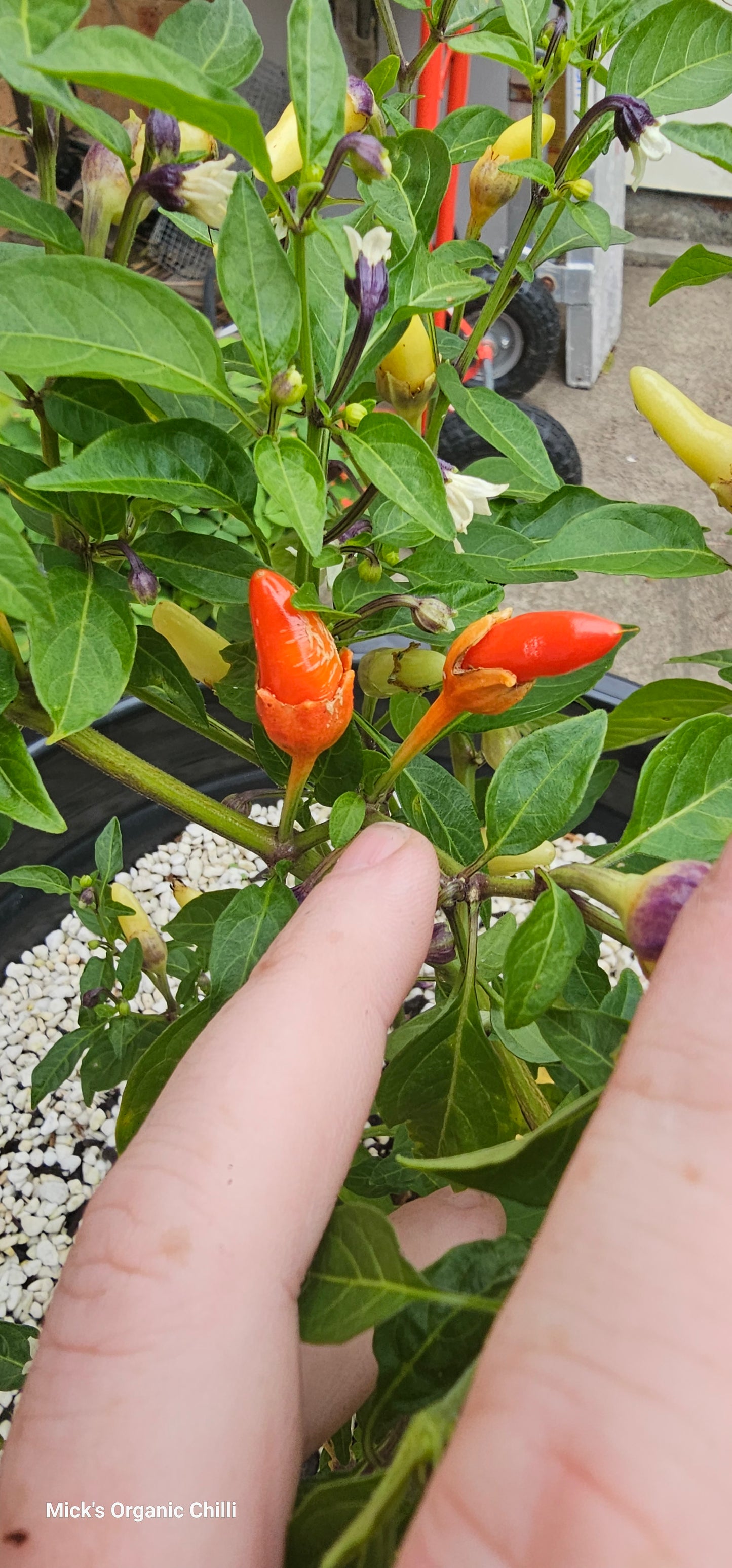Bleeding Rawit White 10 Seeds