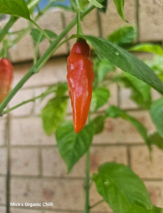 Chilli- Mayan Habanero 10 Seeds