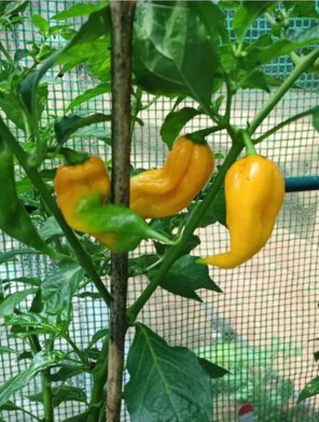 Chilli - Jabba Da Hutt 10 Seeds