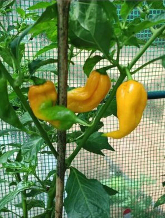 Chilli - Jabba Da Hutt 10 Seeds