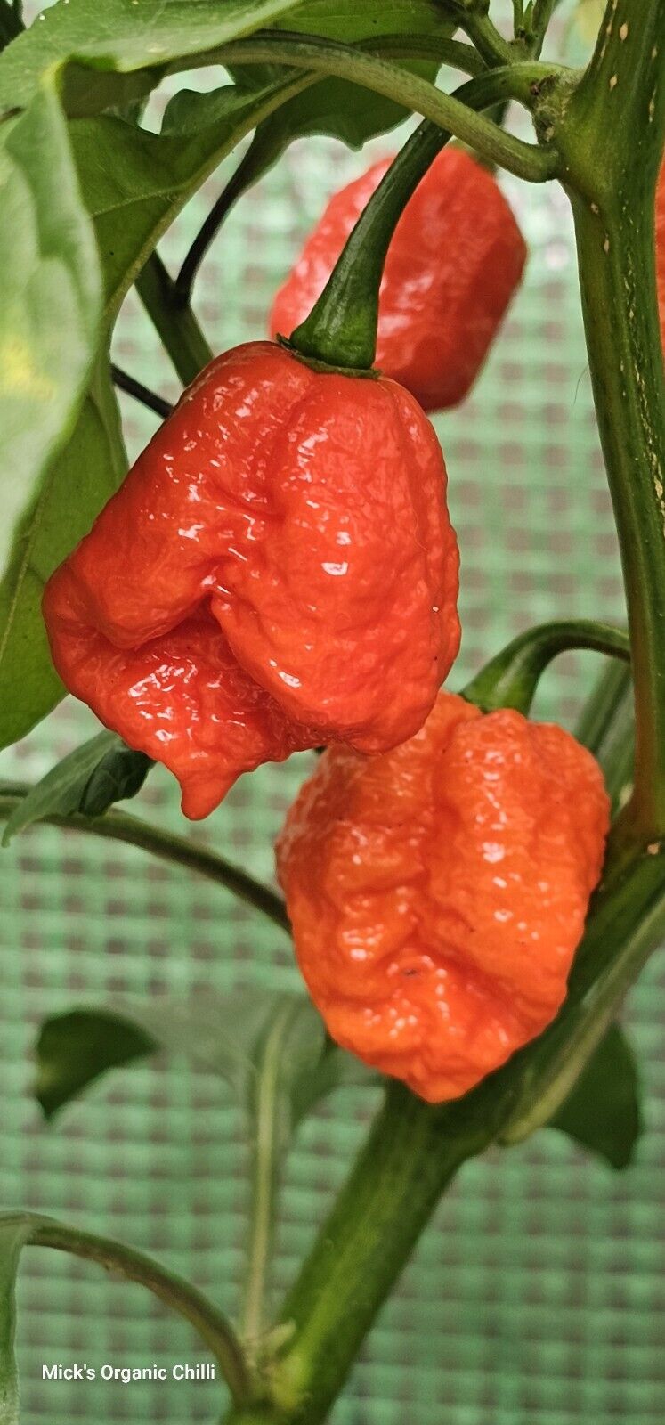 Chilli - Dragons Breath 10 Seeds