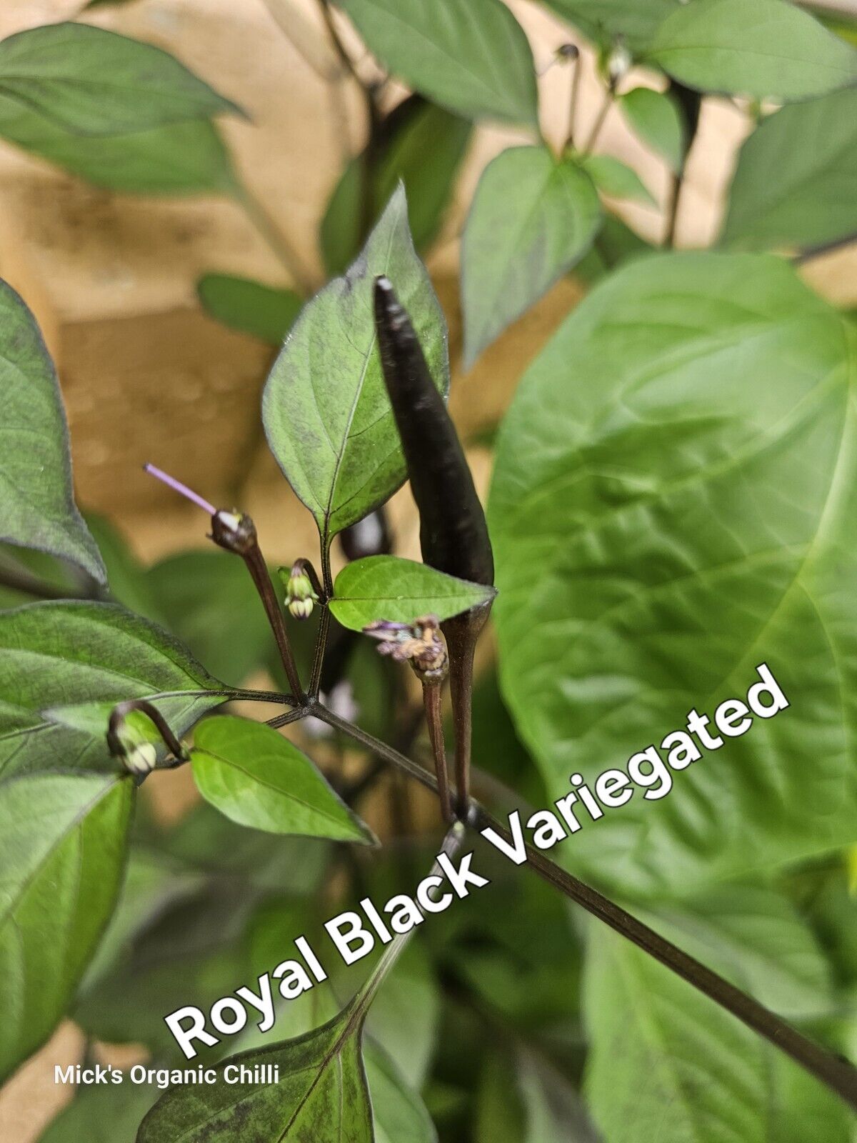 Chilli - Variegated Royal Black 10 Seeds