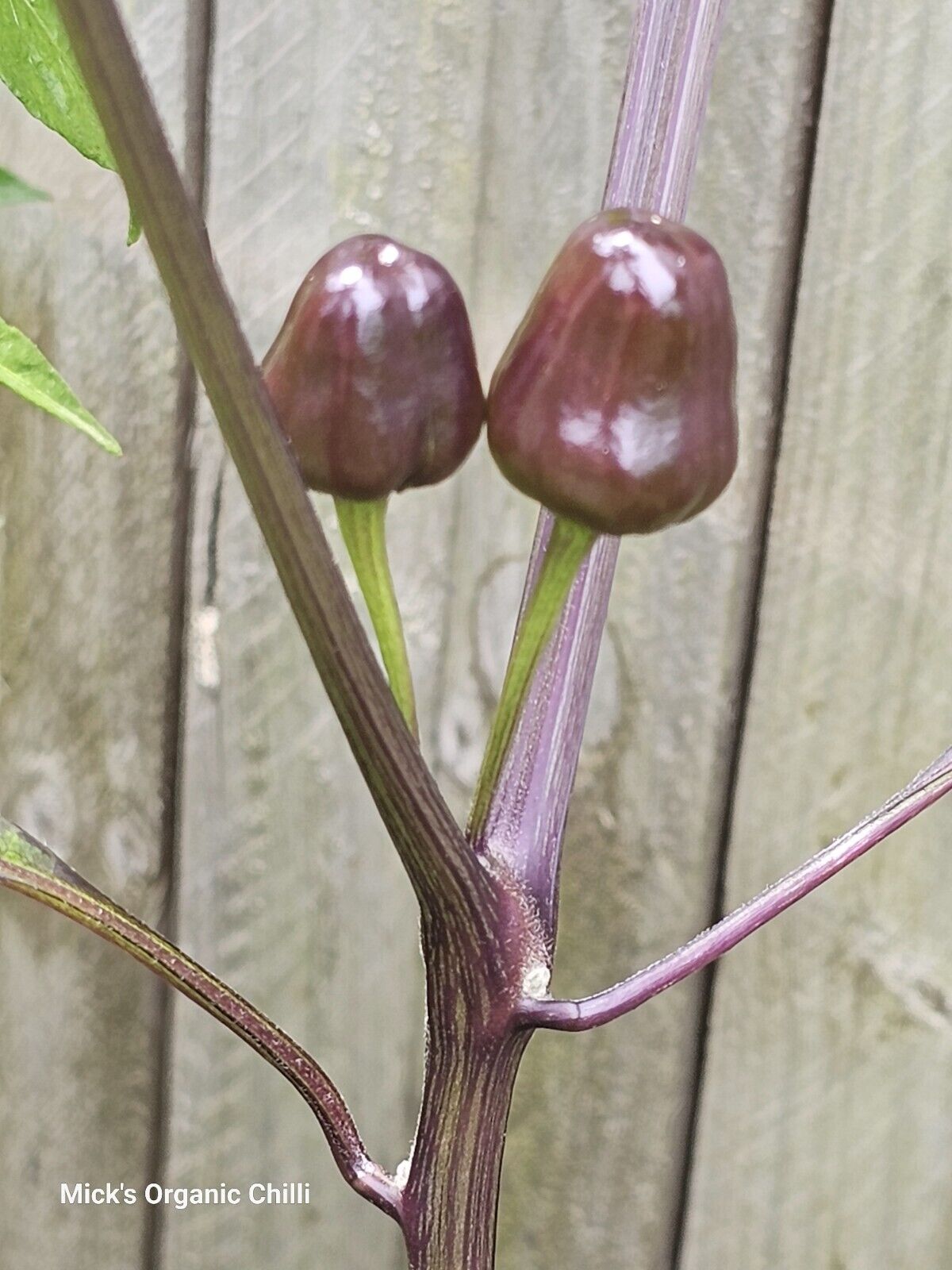 Chilli - Mattapeno X Mutant F2 10 Seeds