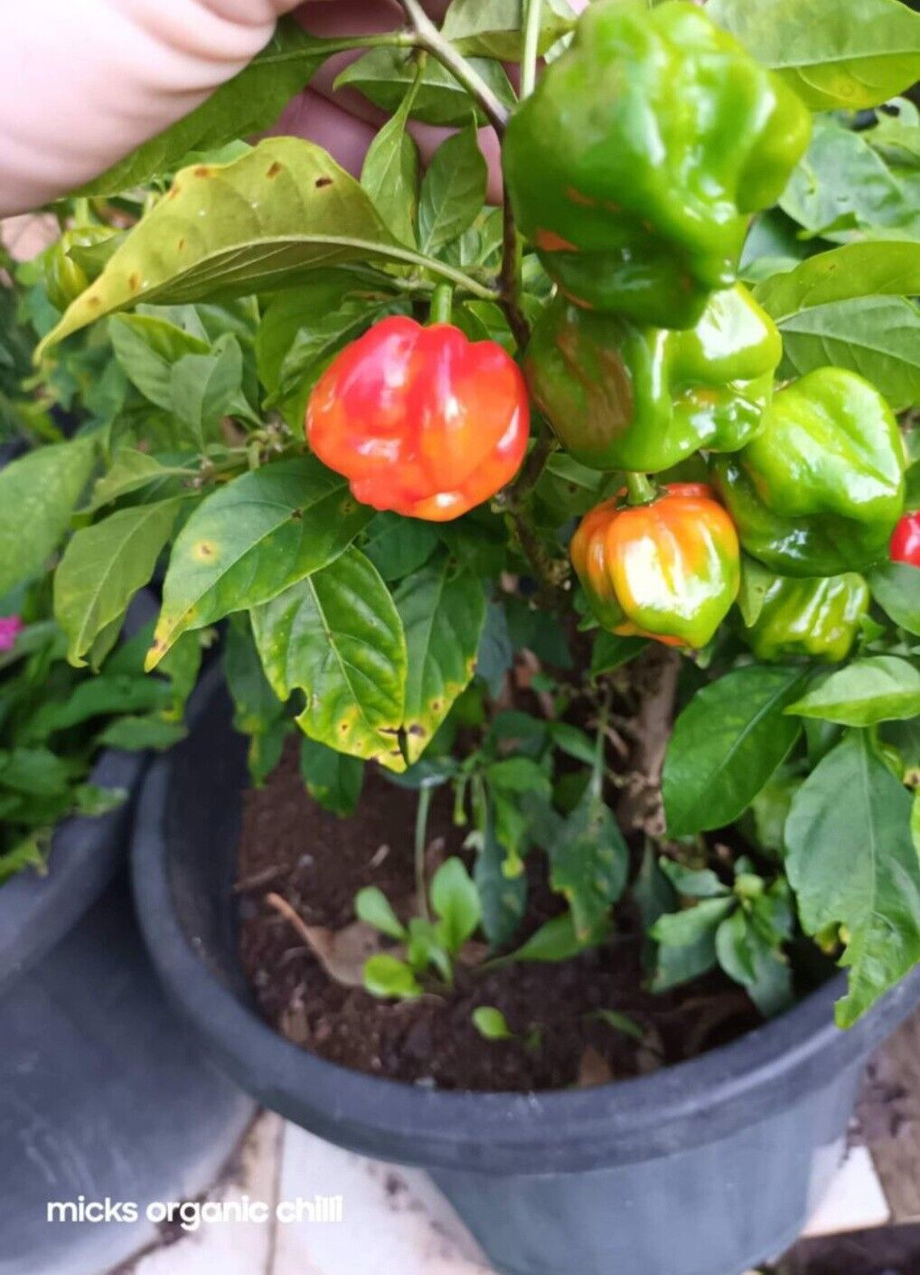 habanero Chilli - 10 seeds