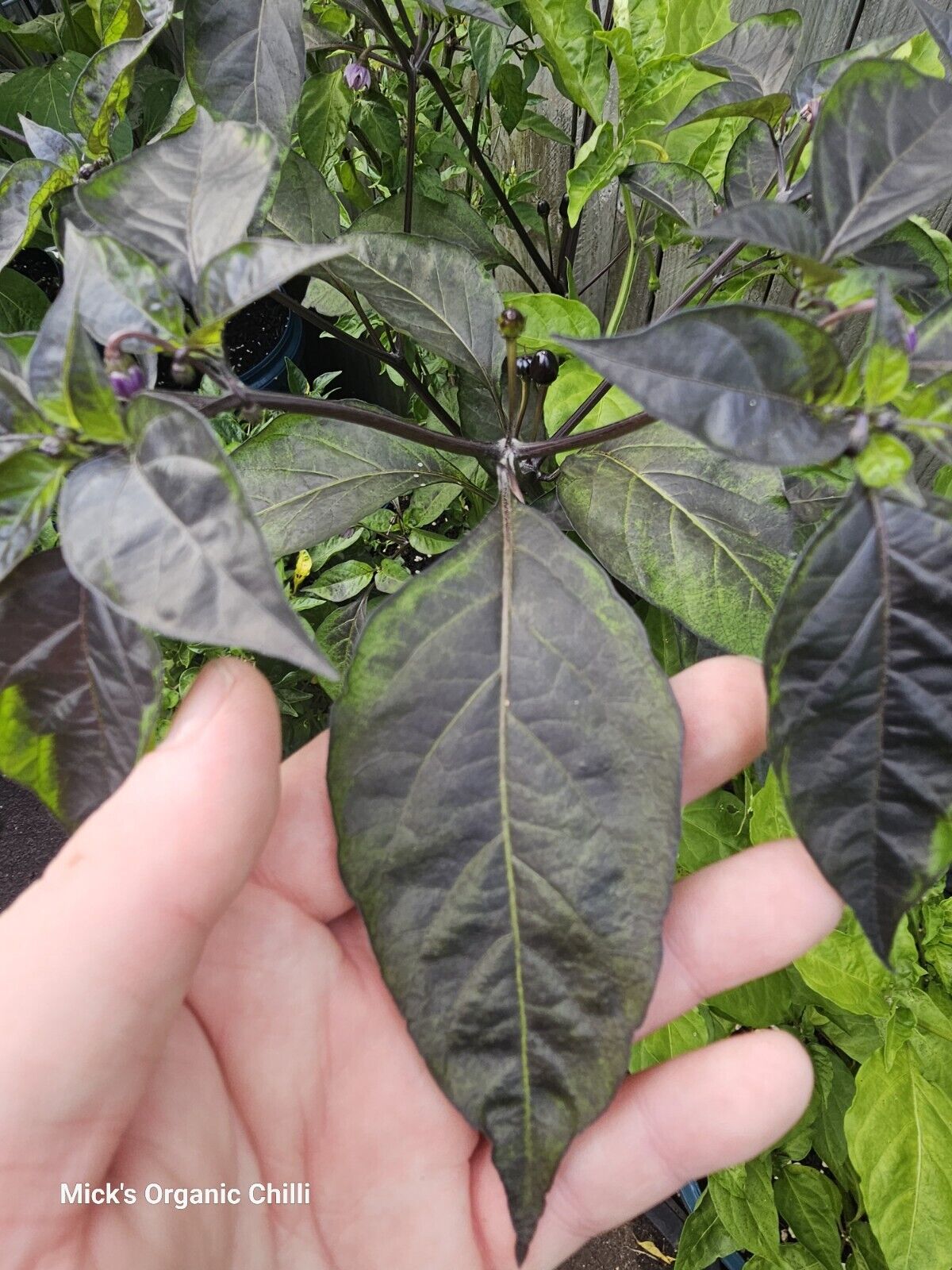 Chilli - Mattapeno X Mutant F2 10 Seeds