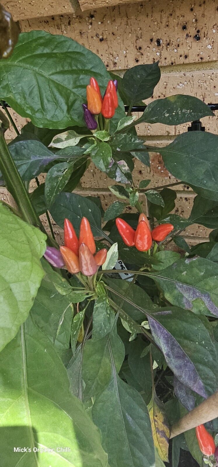 Chilli - Dream Catcher X Maya Serenade 10 Seeds