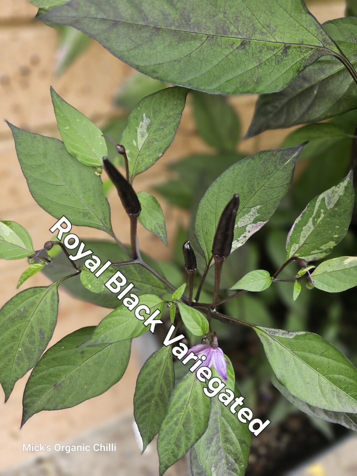 Chilli - Variegated Royal Black 10 Seeds