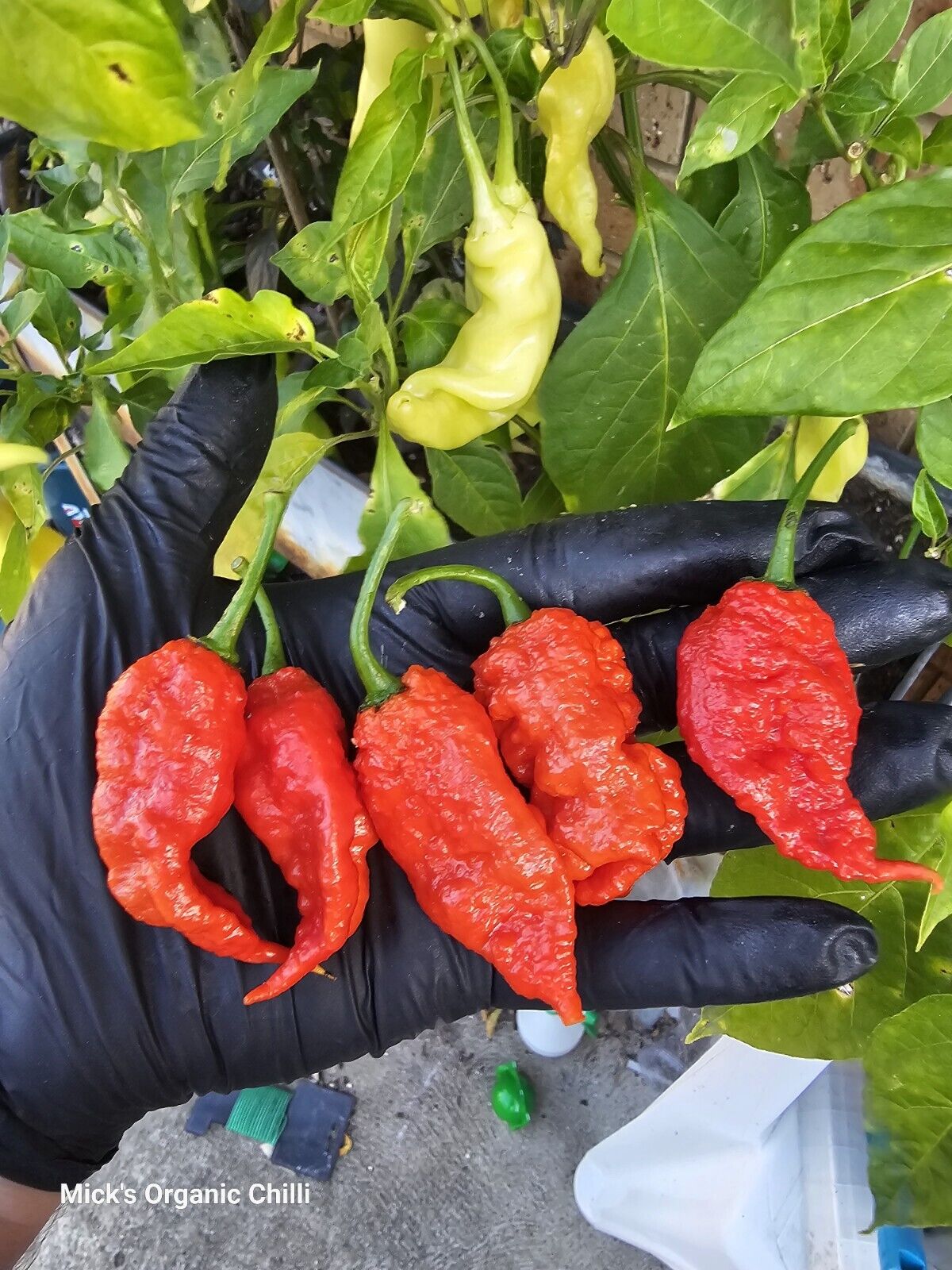 Chilli - Red Primotalii 10 Seeds