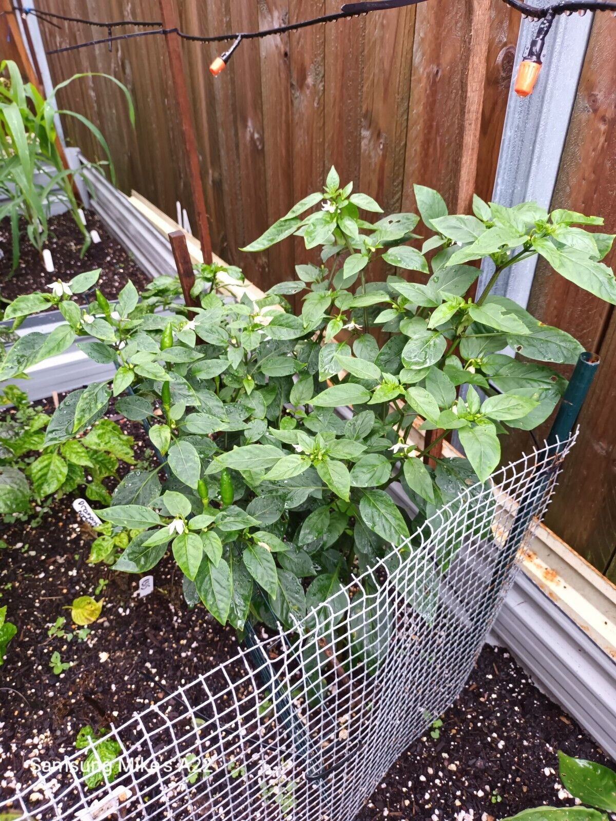 CHILLI - Yukari Bakan (Turkish heirloom) 10 seeds