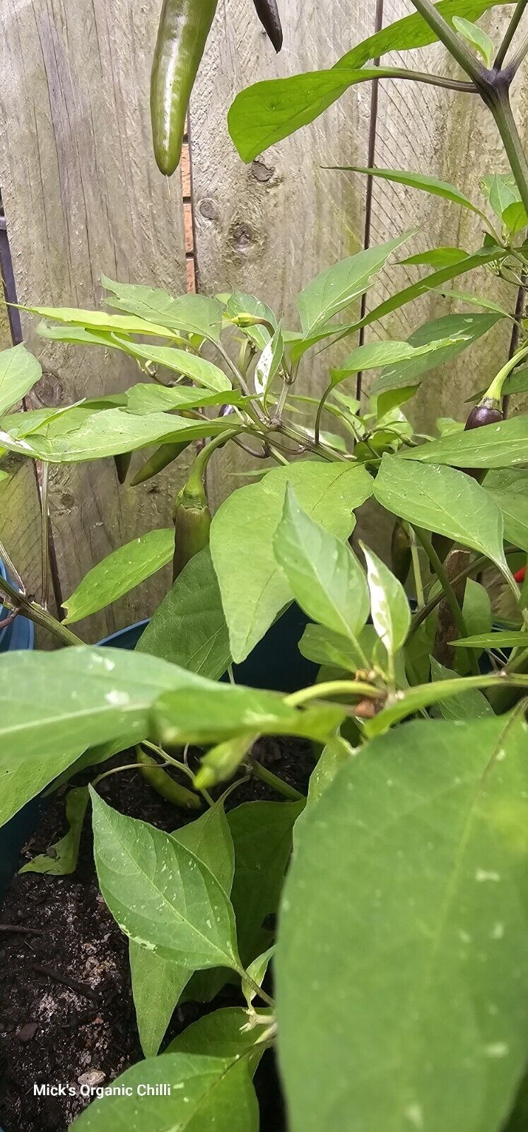 Chilli - Zimbabwe Black Variegated 10 Seeds